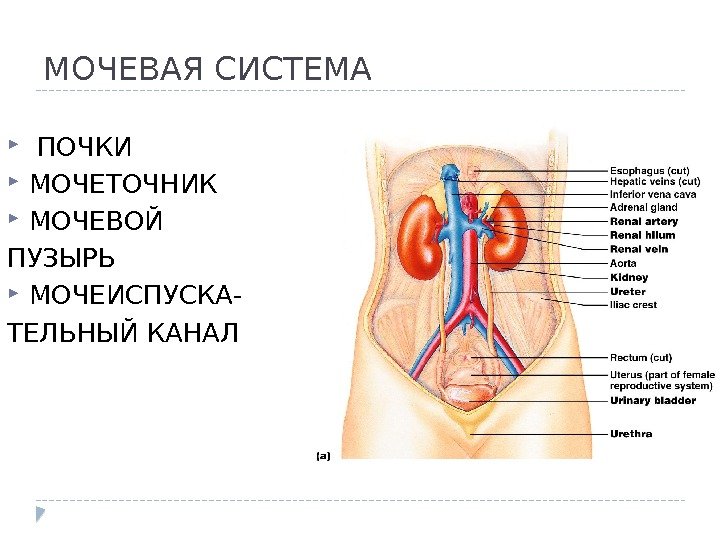 МОЧЕВАЯ СИСТЕМА  ПОЧКИ МОЧЕТОЧНИК МОЧЕВОЙ ПУЗЫРЬ МОЧЕИСПУСКА- ТЕЛЬНЫЙ КАНАЛ 