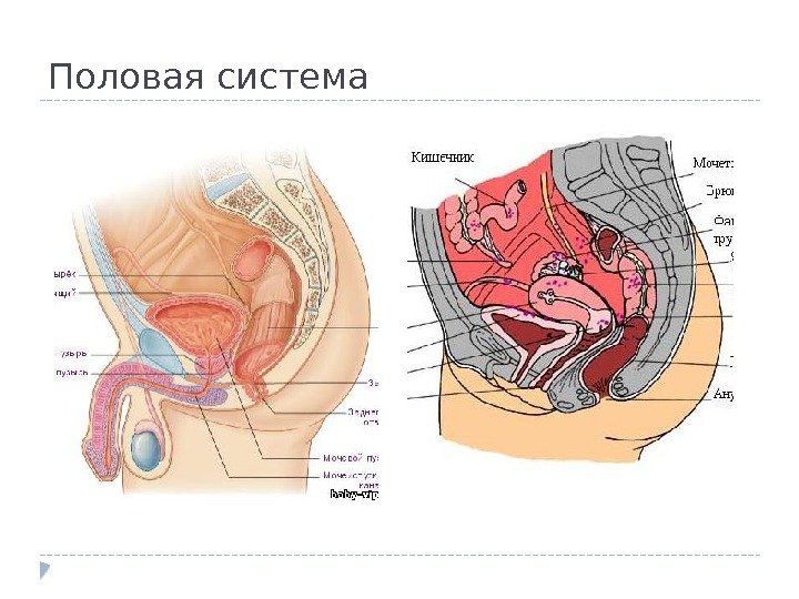 Половая система 