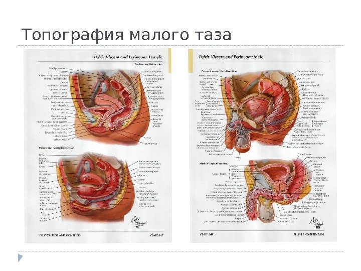 Топография малого таза 