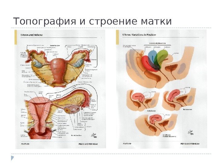 Топография и строение матки 