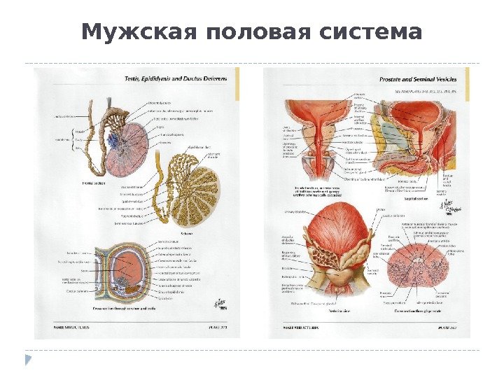 Мочеполовая система женщины в картинках подробно фото и описание