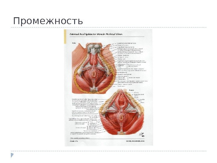 Промежность 