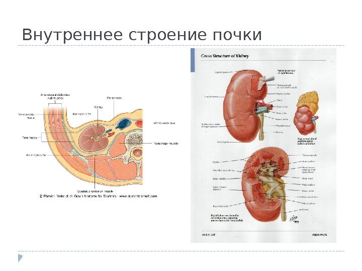 Внутреннее строение почки 