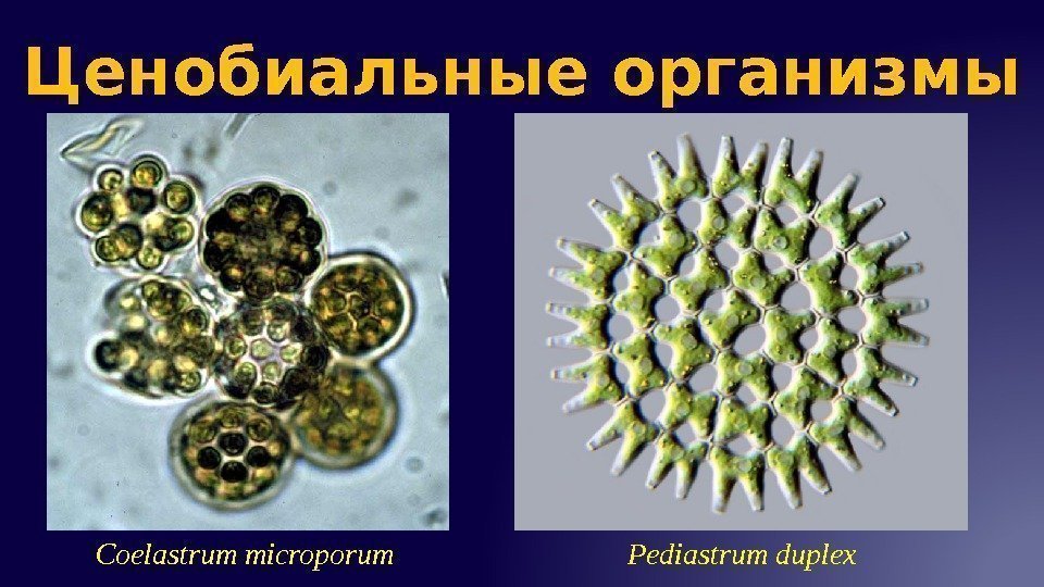 Ценобиальные организмы Coelastrum microporum Pediastrum duplex 