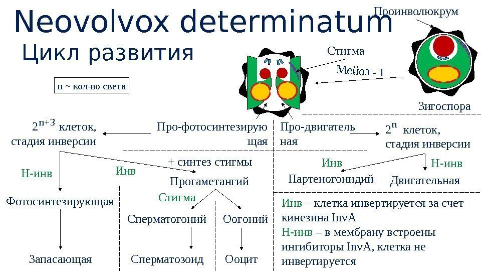  Neovolvox determinatum Цикл развития  Зигоспора Про-фотосинтезирую щая Про-двигатель ная. Мейоз - I