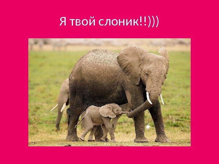 Я твой слоник!!))) 