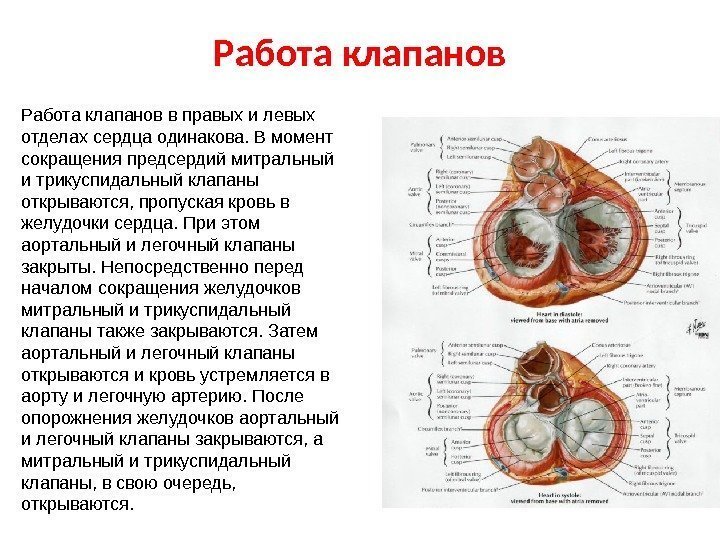 Работа клапанов в правых и левых отделах сердца одинакова. В момент сокращения предсердий митральный