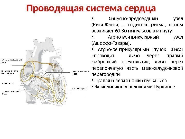 Проводящая система сердца •  Синусно-предсердный узел (Киса-Флека) – водитель ритма,  в нем