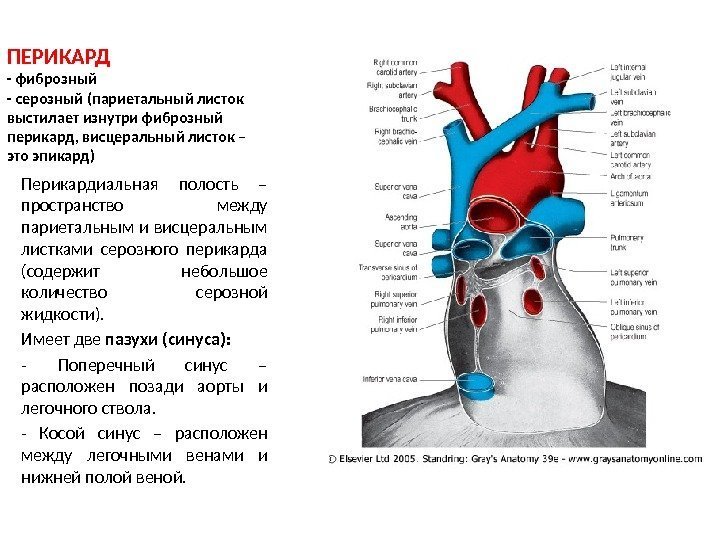 ПЕРИКАРД - фиброзный - серозный (париетальный листок выстилает изнутри фиброзный перикард, висцеральный листок –