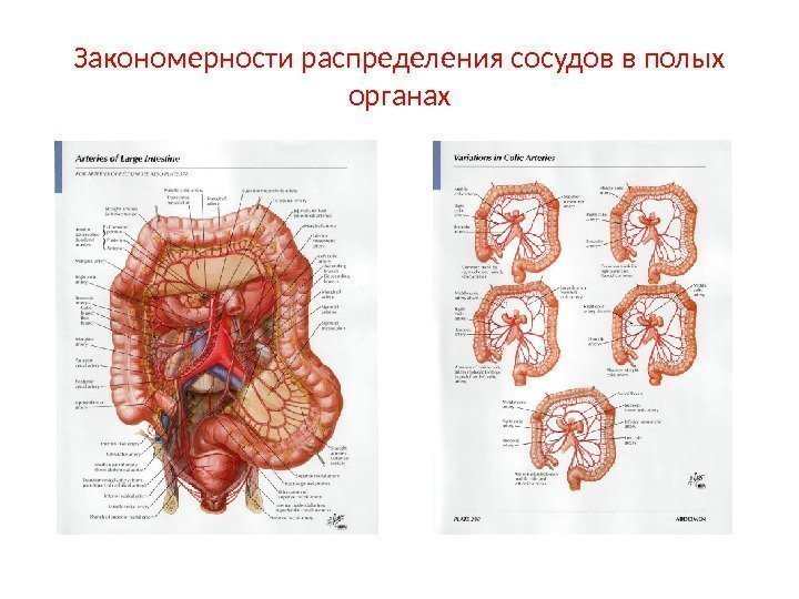 Закономерности распределения сосудов в полых органах 