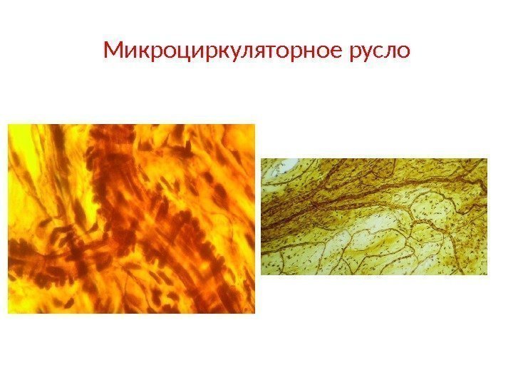 Микроциркуляторное русло 