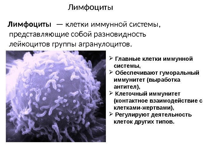 Лимфоциты  — клетки иммунной системы,  представляющие собой разновидность лейкоцитов группы агранулоцитов. Главные