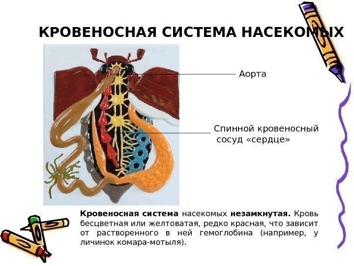 Кровеносная система  насекомых незамкнутая.  Кровь бесцветная или желтоватая, редко красная, что зависит