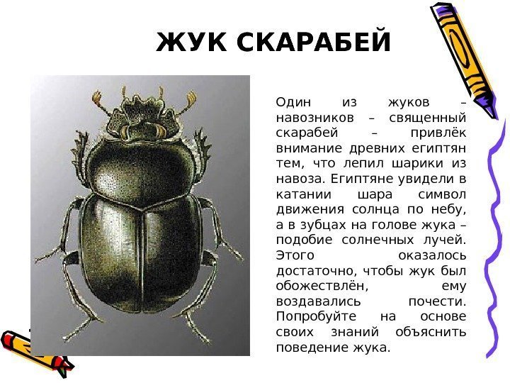 ЖУК СКАРАБЕЙ Один из жуков – навозников – священный скарабей – привлёк внимание древних