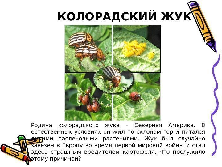 КОЛОРАДСКИЙ ЖУК Родина колорадского жука – Северная Америка.  В естественных условиях он жил