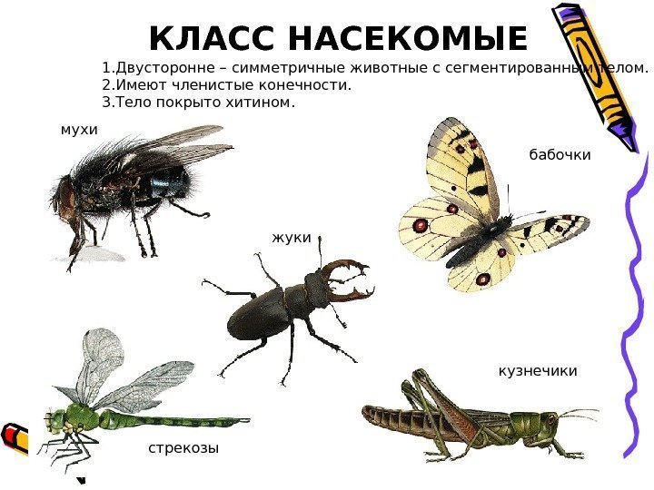 КЛАСС НАСЕКОМЫЕ мухи бабочки жуки кузнечики стрекозы1. Двусторонне – симметричные животные с сегментированным телом.