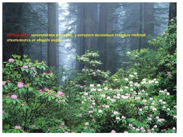 Кустарники -  многолетнее растение, у которого несколько твёрдых стеблей ответвляется от общего корня.