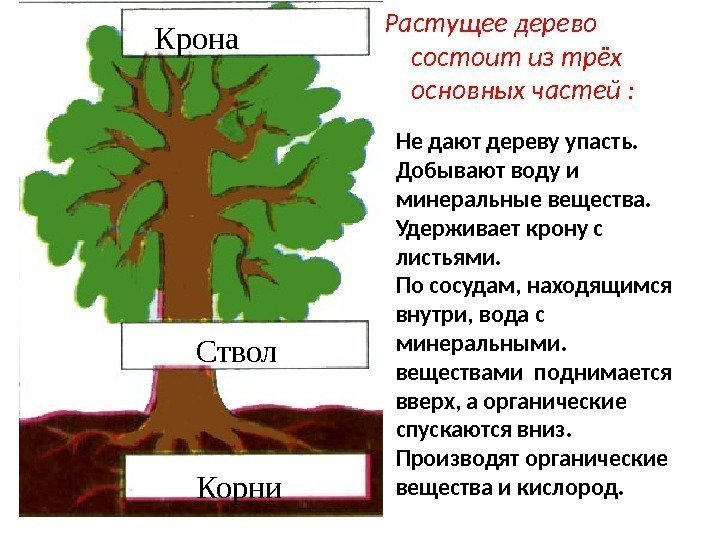 Крона Ствол Корни Растущее дерево состоит из трёх основных частей : Не дают дереву