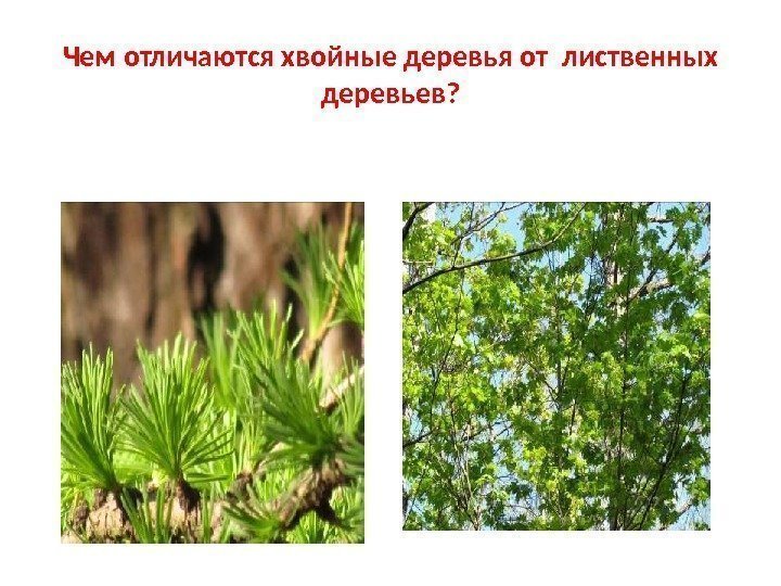 Чем отличаются хвойные деревья от лиственных деревьев?      