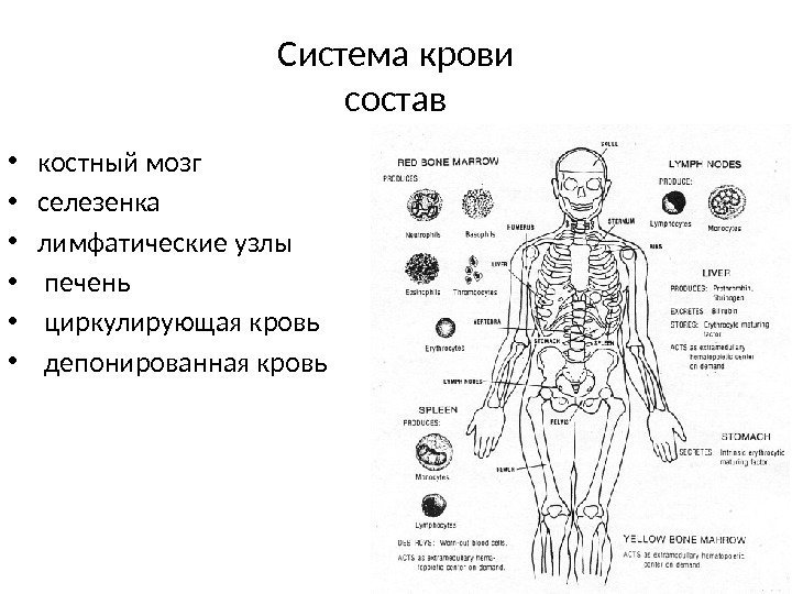 Система крови состав • костный мозг  • селезенка • лимфатические узлы • 