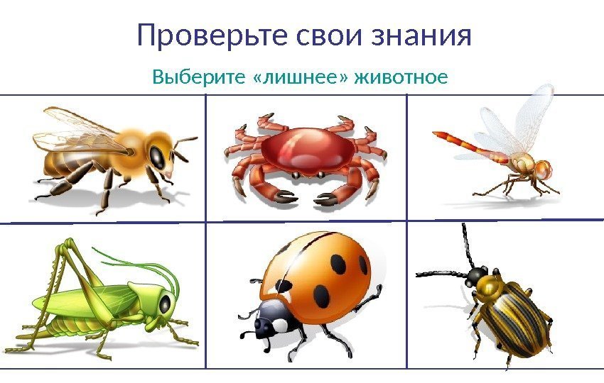 Вирус растение животное что лишнее и почему. Биология 7 класс тесты паукообразные.