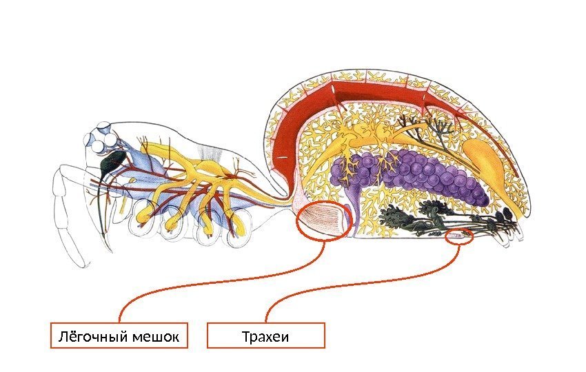 Лёгочный мешок Трахеи 