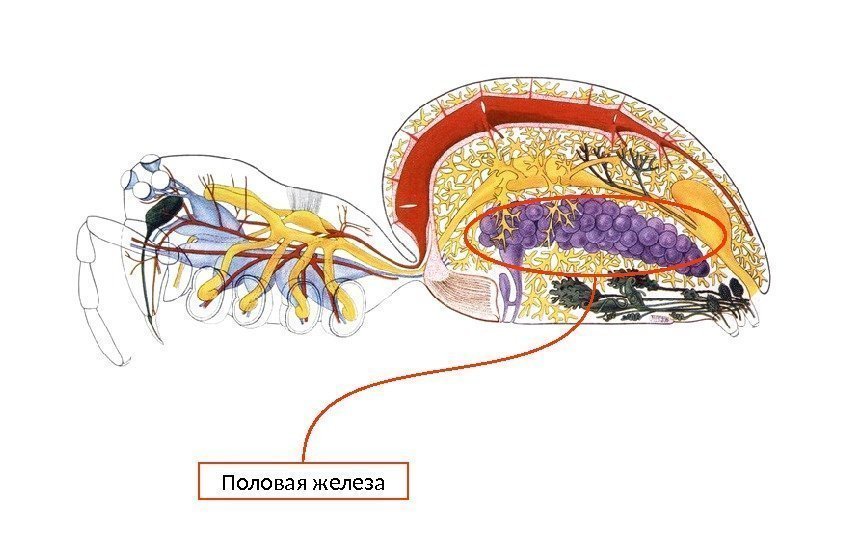 Половая железа 