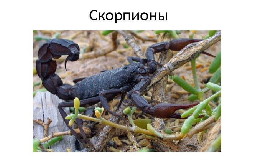 Скорпионы 