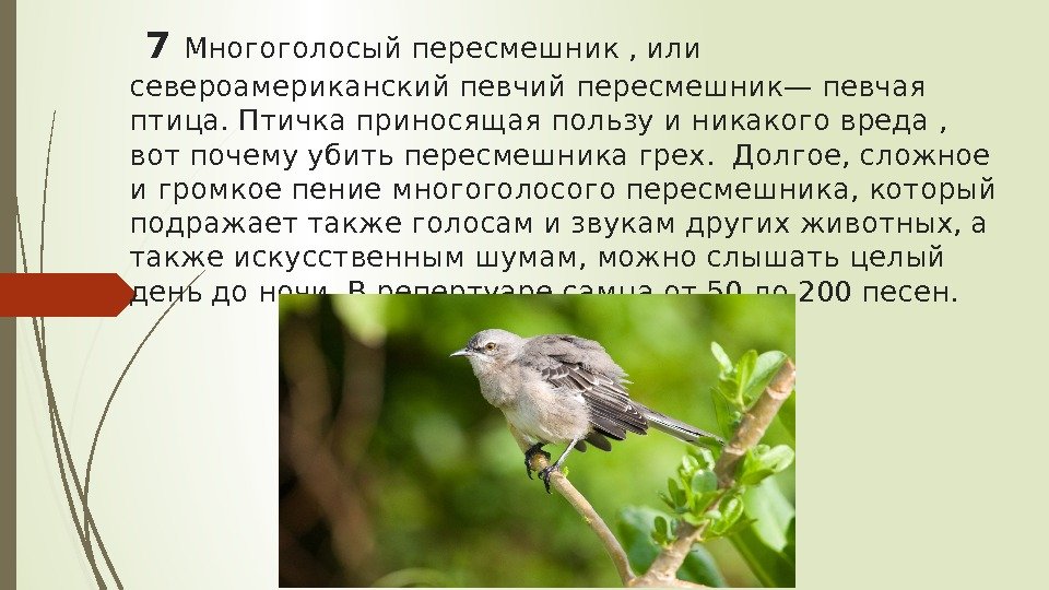  7 Многоголосый пересмешник , или североамериканский певчий пересмешник— певчая птица. Птичка приносящая пользу