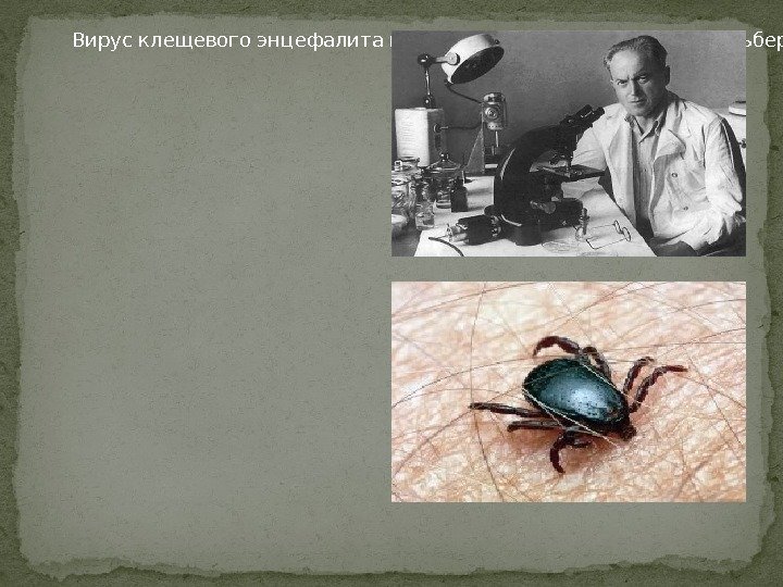 Вирус клещевого энцефалита впервые выделен в 1937 г. Л. Зильбером , который взял материалы