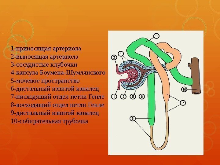 1 -приносящая артериола 2 -выносящая артериола 3 -сосудистые клубочки 4 -капсула Боумена-Шумлянского 5 -мочевое