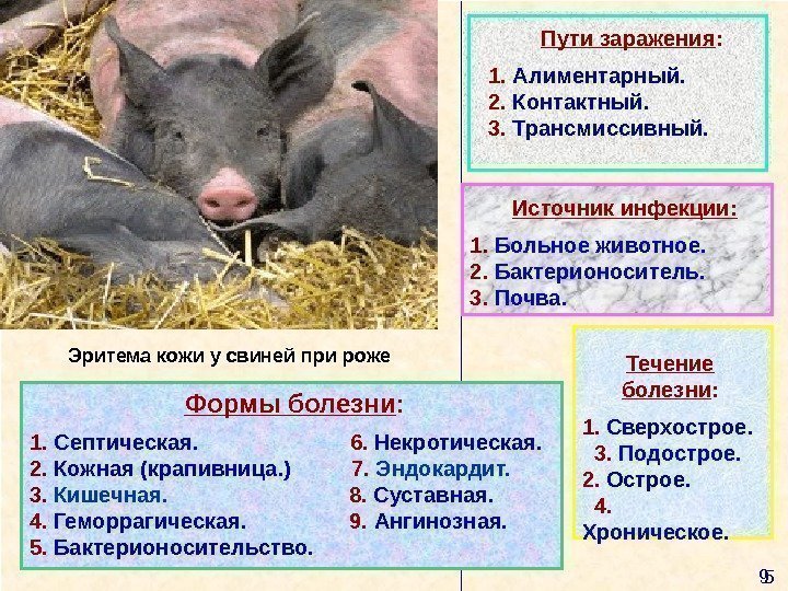 109109 9 Эритема кожи у свиней при роже  5 П ут и заражения