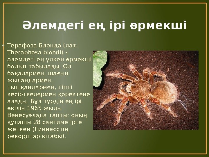 Әлемдегі ең ірі өрмекші • Терафоза Блонда (лат.  Theraphosa blondi) - әлемдегі ең