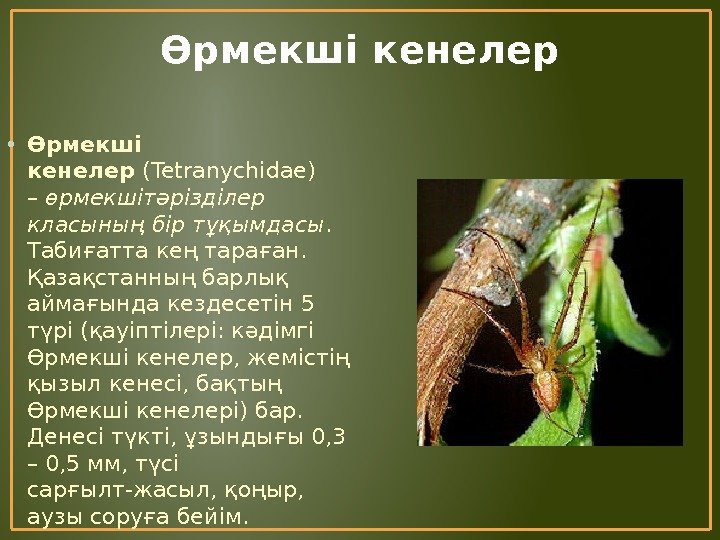 Өрмекші кенелер • Өрмекші кенелер (Tetranychіdae) – өрмекшітәрізділер класының бір тұқымдасы.  Табиғатта кең