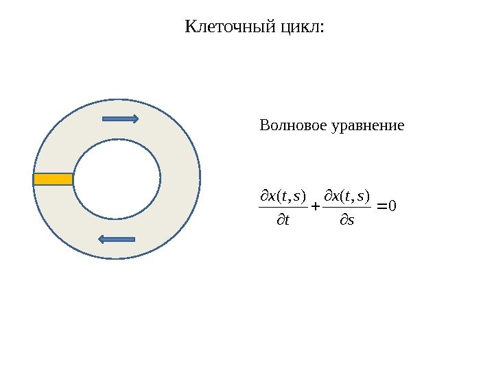 0), ( s stx t stx. Клеточный цикл: Волновое уравнение 