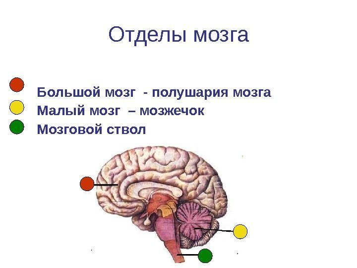   Отделы мозга  Большой мозг - полушария мозга  Малый мозг –