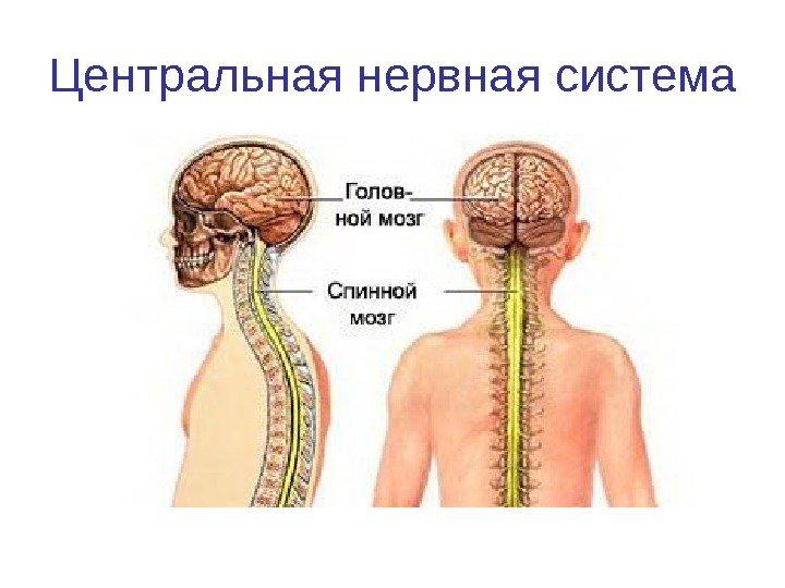   Центральная нервная система 