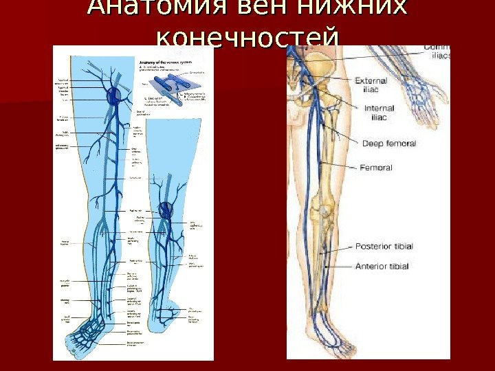 Анатомия вен нижних конечностей 