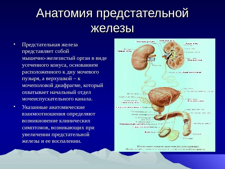 Анатомия предстательной железы • Предстательная железа представляет собой мышечно-железистый орган в виде усеченного конуса,