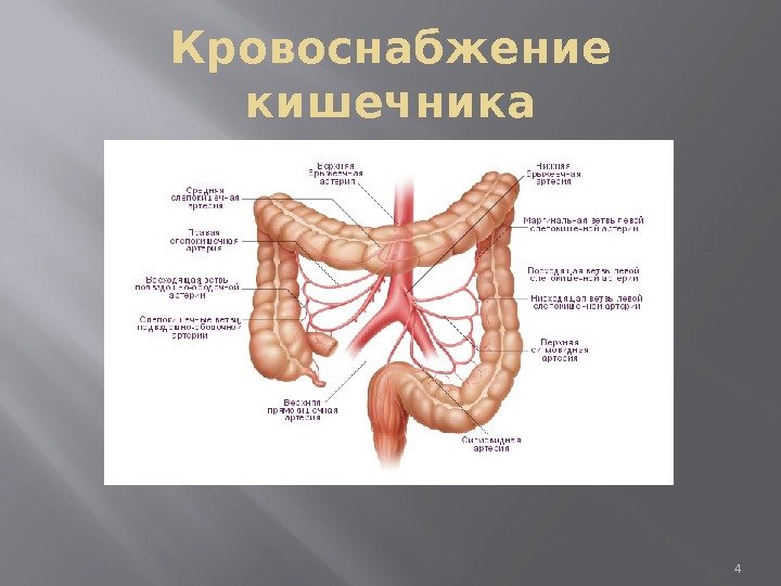 Кровоснабжение кишечника 4 