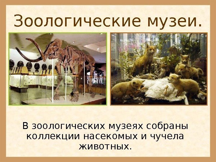 Зоологические музеи. В зоологических музеях собраны коллекции насекомых и чучела животных. 