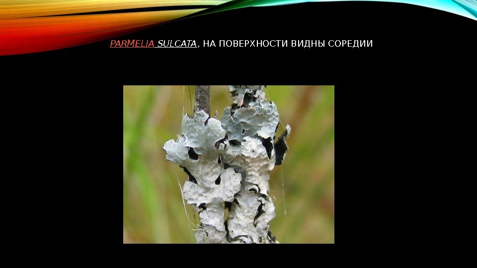 PARMELIA SULCATA , НА ПОВЕРХНОСТИ ВИДНЫ СОРЕДИИ 