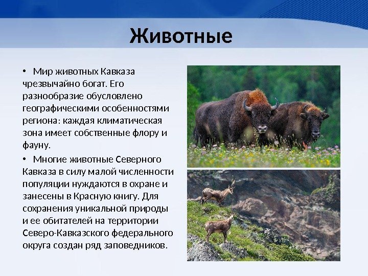 Животные  • Мир животных Кавказа чрезвычайно богат. Его разнообразие обусловлено географическими особенностями региона: