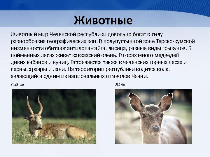Животные  Животный мир Чеченской республики довольно богат в силу разнообразия географических зон. В