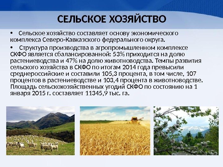 СЕЛЬСКОЕ ХОЗЯЙСТВО •  Сельское хозяйство составляет основу экономического комплекса Северо-Кавказского федерального округа. 