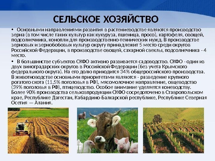  • Основными направлениями развития в растениеводстве являются производство зерна (в том числе таких