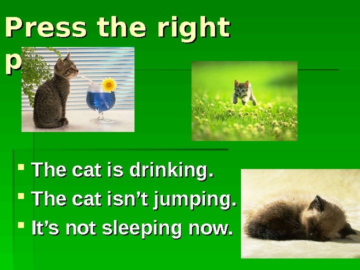  Press the right picture: The cat is drinking. The cat isn’t jumping. It’s