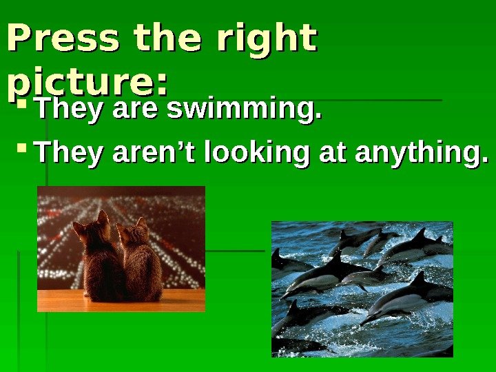   They are swimming.  They aren’t looking at anything. Press the right