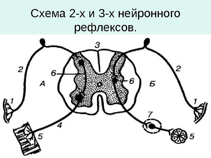 Схема 2 -х и 3 -х нейронного рефлексов. 