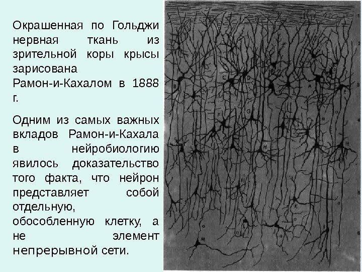 Окрашенная по Гольджи нервная ткань из зрительной коры крысы зарисована Рамон-и-Кахалом в 1888 г.